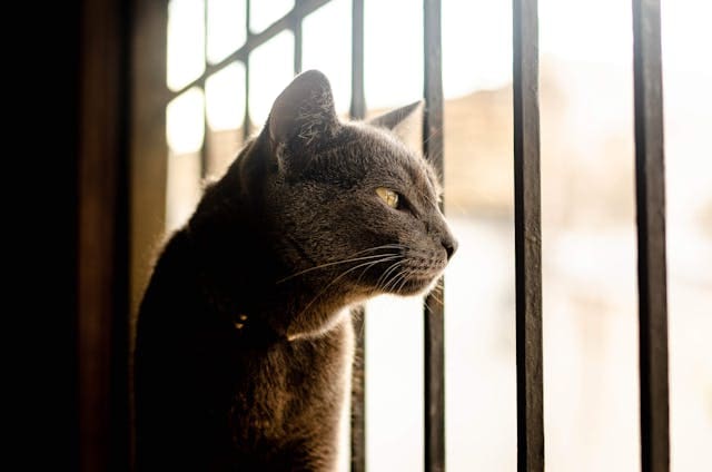 rejas de seguridad para ventanas